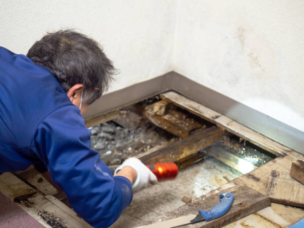 Best Certified Mold Removal  in Reidville, SC