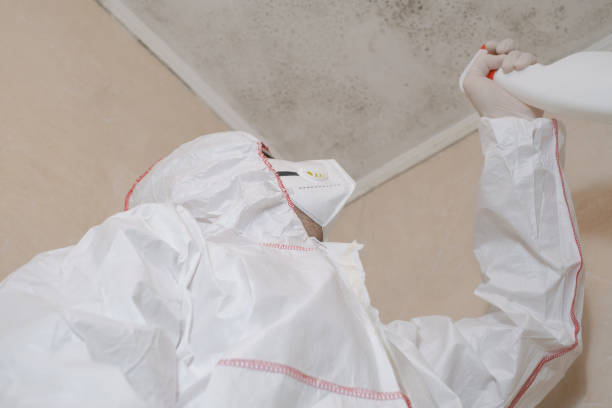 Reliable Reidville, SC Mold Removal Solutions