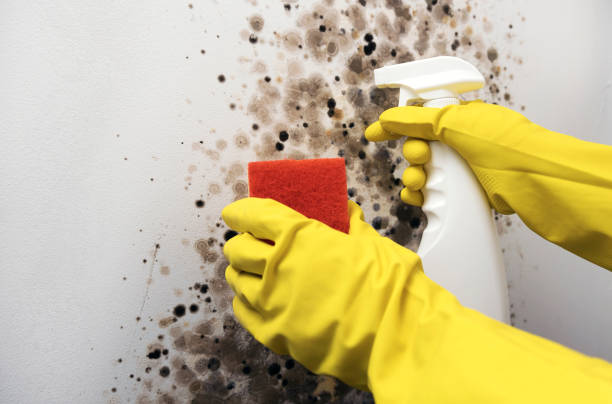 Best Mold Cleaning Services  in Reidville, SC
