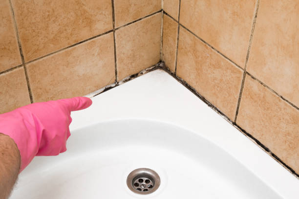 Best Home Mold Removal  in Reidville, SC