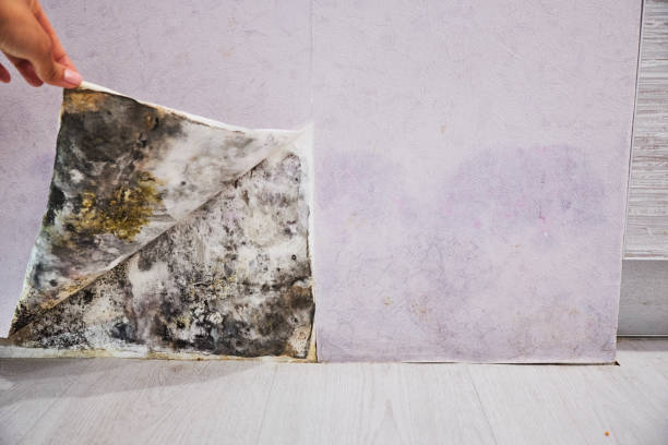 Office Mold Removal Services in Reidville, SC
